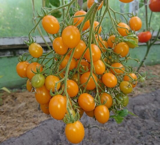 Черри Ильди